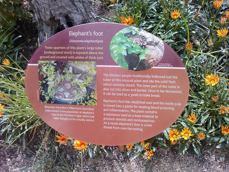 DSC00487 BritMus SA Plants.jpg